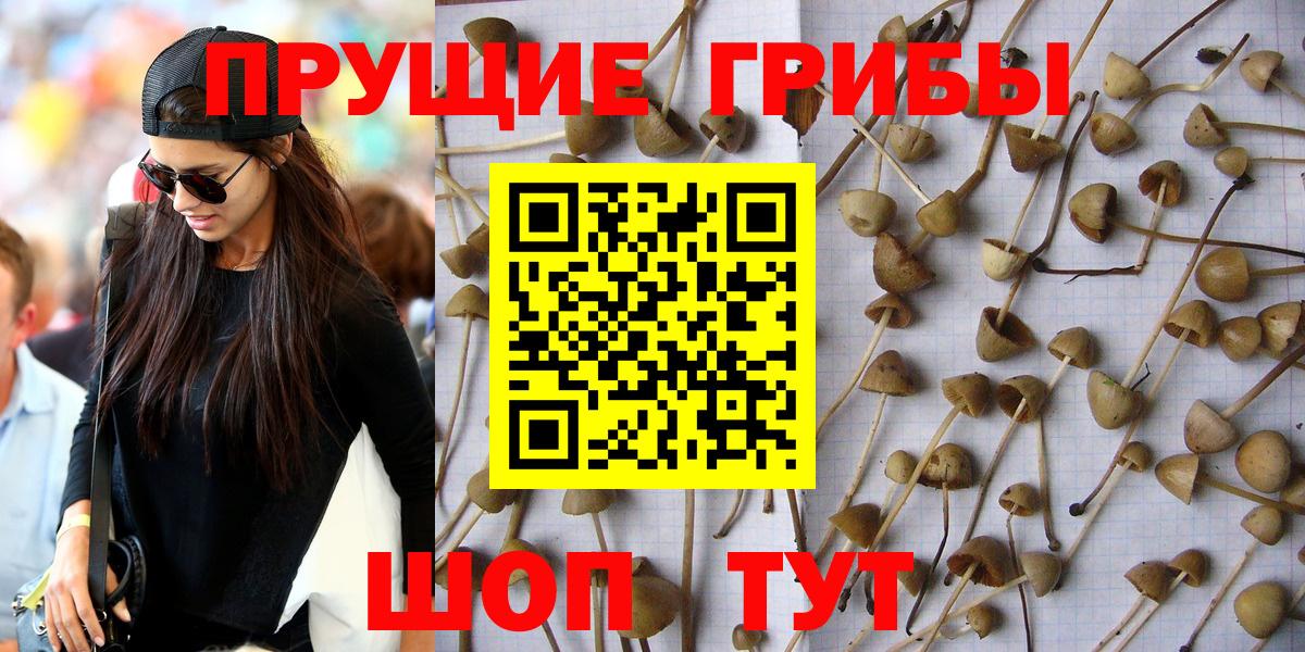 Галлюциногенные грибы Cubensis  Вход с VPN  Фурманов 